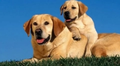 Особливості догляду за шерстю на різних етапах життя: від цуценя до дорослої собаки